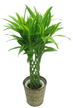 公仔風水ptt 竹類植物
